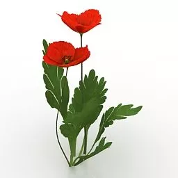 Lowpoly Plant Flower Red Corn Poppy 3d model