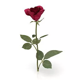 Garden Flower Red Rose 3d model