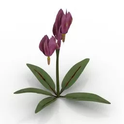 Garden Flower Shooting Star 3d model