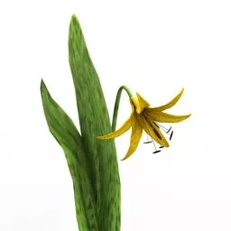 Lowpoly Plant Flower Trout Lily 3d model