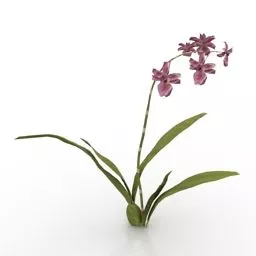 Lowpoly Plant Flower Wildcat Orchid 3d model