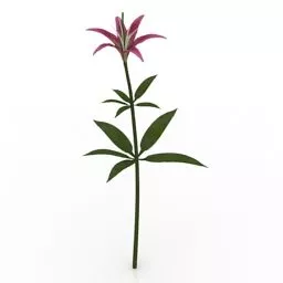 Garden Flower Wood Lily 3d model
