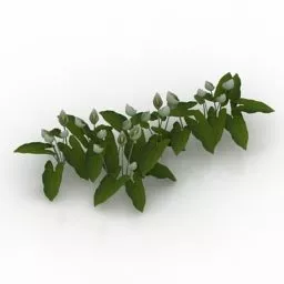 Garden Flower Calla Palustris 3d model