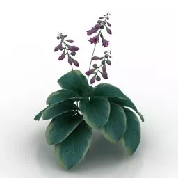 Garden Flower Hosta 3d model