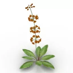 Garden Flower Primula 3d model
