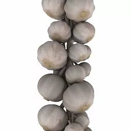 Garlic 3d model