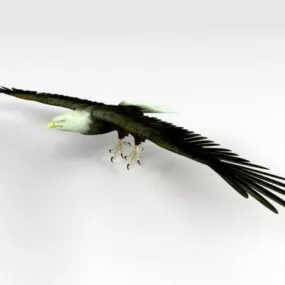 Golden Eagle Animal 3d model