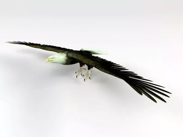 Eagle Rigged 3d model