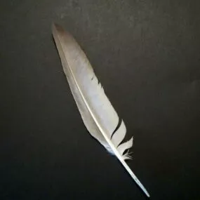Goose Feather 3d model