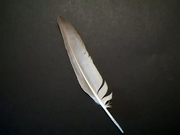 Pacific Seagull 3d model