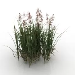 Grass Zizania Garden Decoration 3d model Grass Zizania Garden Decoration 3d model