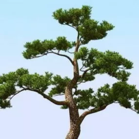 Nature Japanese Pine Tree 3d model