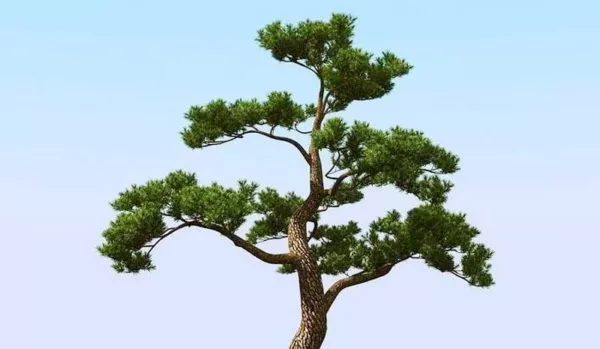 Pine Tree In Snow Landscape 3d model