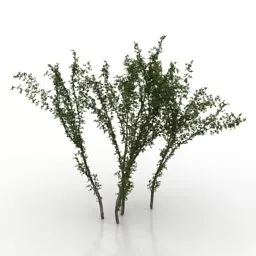 Karagana Tree 3d model