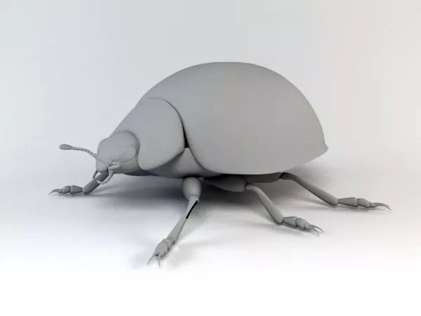 Boxelder Bug 3d model