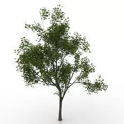 Nature Maple Tree 3d model