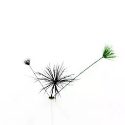 Papyrus Plant 3d model