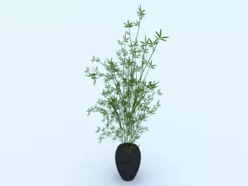 Indoor Home Plant Tree 3d model Indoor Home Plant Tree 3d model
