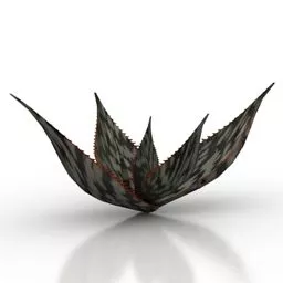 Plant Green Aloe Harlani 3d model