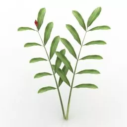 Garden Plant Alpinia 3d model