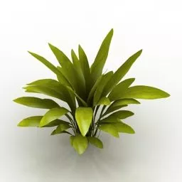 Garden Plant Aspidista Milky Way 3d model