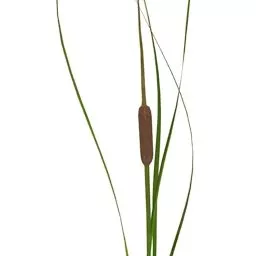 Garden Plant Cattail 3d model