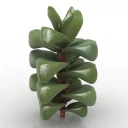 Nature Plant Crassula Cornuta 3d model