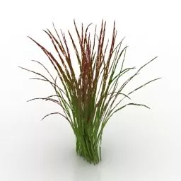 Flower Plant Imperata 3d model