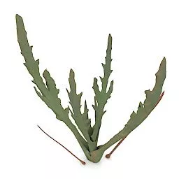 Wheat Grass 3d model