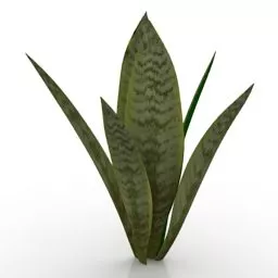 Garden Plant Mother In Law Tongue 3d model