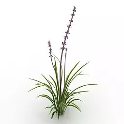Garden Plant Variegated Liriope 3d model