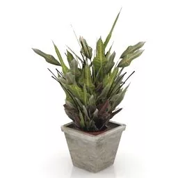 Office Pot Sansevieria Plant 3d model