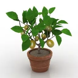 Garden Plant Lemon Pot 3d model