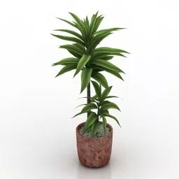 Palm Tree Low Plant 3d model