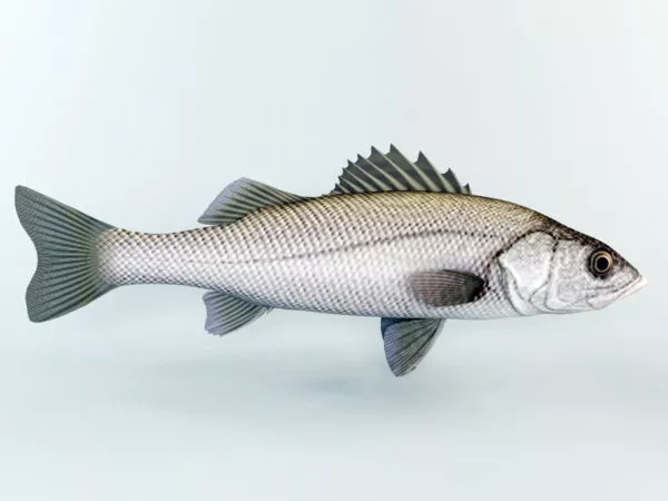 Amago Salmon River Fish 3d model