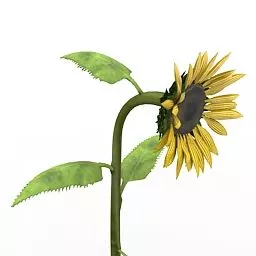 Garden Sunflower Plant 3d model