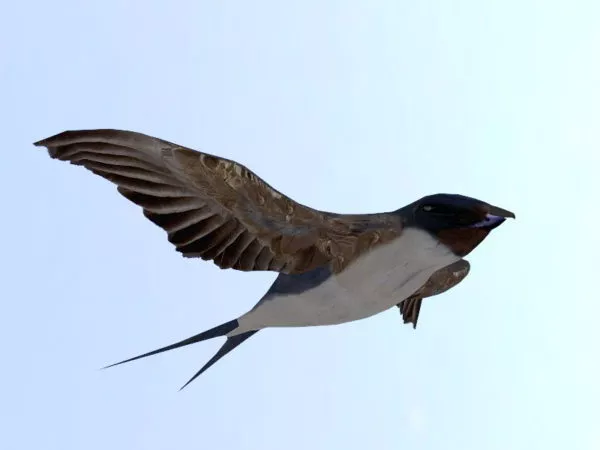 Swallow Bird Animal 3d model Swallow Bird Animal 3d model