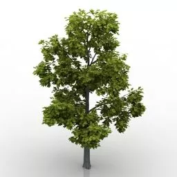 Nature American Oak Tree 3d model