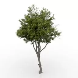 Garden Tree 3d model