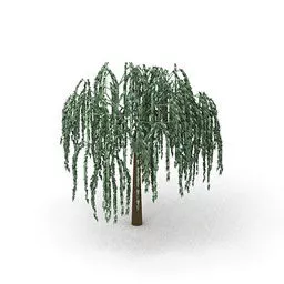 Nature Willow Tree 3d model