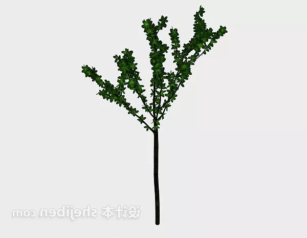 Outdoor Small Tree 3d model Outdoor Small Tree 3d model