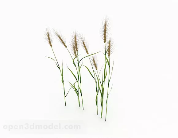 Dog Tail Grass 3d model Dog Tail Grass 3d model
