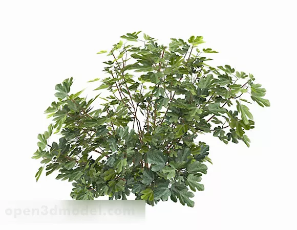 Green Fig Leaf Plant 3d model