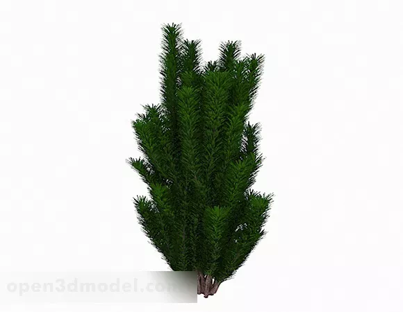 Hypoestes Phyllostachya Bushes 3d model