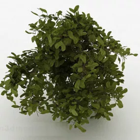 Green Round Leaves Ornamental Trees 3d model
