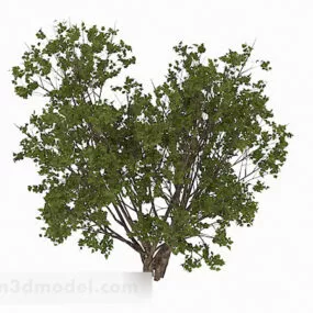 Grove Garden Plant 3d model