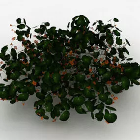 Orange Flower Ornamental Bushes 3d model
