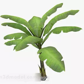 Outdoor Banana Tree 3d model