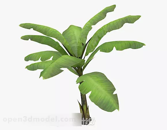 Outdoor Banana Tree 3d model Outdoor Banana Tree 3d model