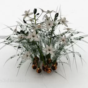 Polygonaceae Flower 3d model